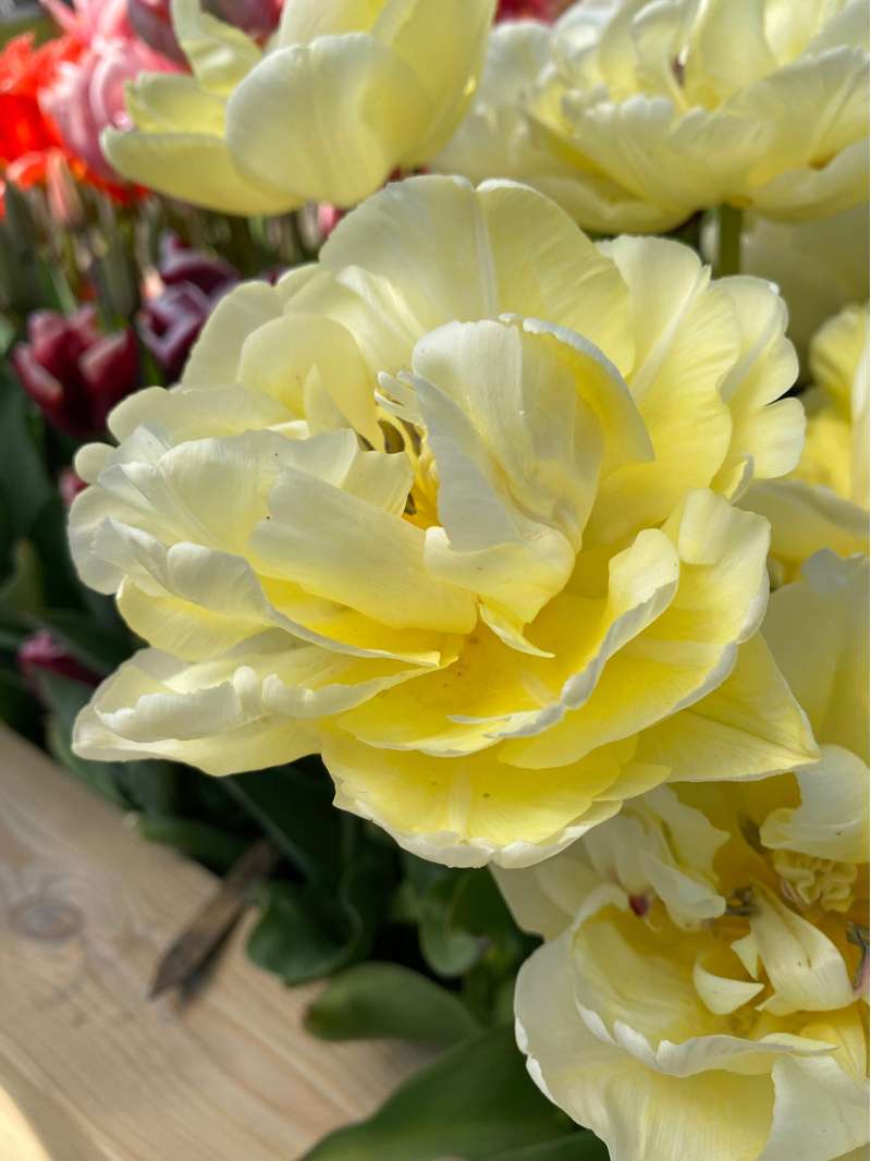 Tulipan 'Avant Garde'